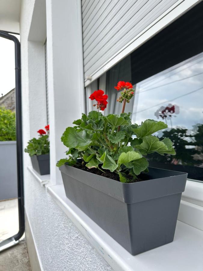 Apartman Maja Srbobran Exterior foto